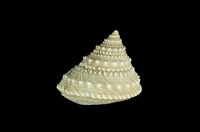 藏品(白鐘螺)的圖片